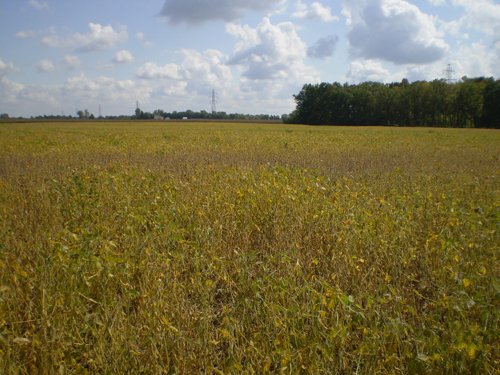 Property photo 36 - 75+/- Acres in 9 Tracts